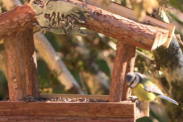 Recensement des oiseaux de nos jardins