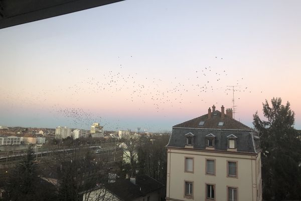 Vol de corbeaux dans un quartier de Mulhouse