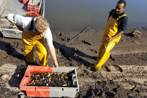 200 kgs de poissons-chats sont capturés chaque jour.