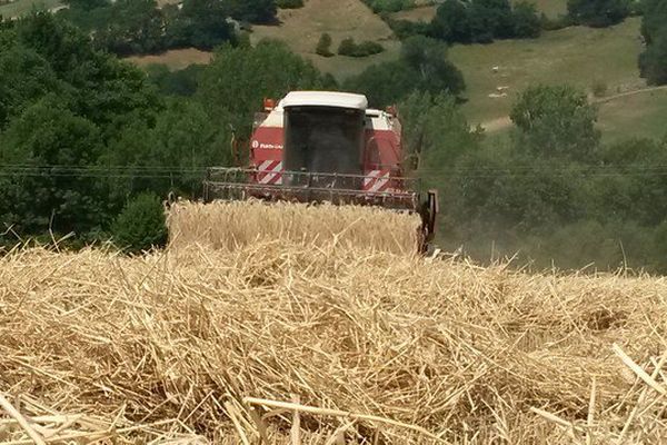 La sécheresse influe sur le rendement des moissons. 