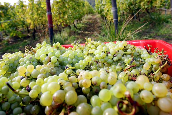 15 jours de retard cette année pour les vendanges dans la région