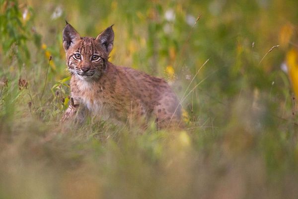 Jeune lynx dont la mère a été braconnée dans le Jura.