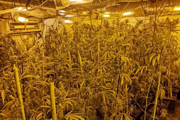 615 plants de marijuana ont été découverts dans une maison de Vilabertran dansle nord-est de l'Espagne.