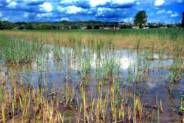 Des champs de tournesol inondés près de Baziège en raison des fortes pluies et des nappes phréatiques pleines
