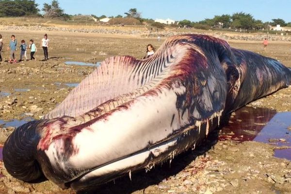 Le cadavre de cette baleine de 20 mètres de long a été découvert ce mercredi matin sur une plage d'Ars-en-Ré.