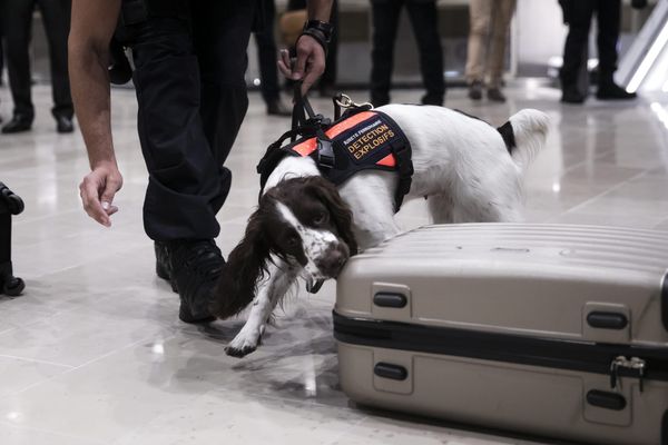 Un chien d'une brigade cynophile (image d'illustration).