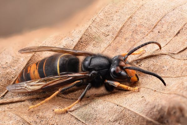 Le frelon asiatique peut tuer jusqu'à 70 abeilles par jour.