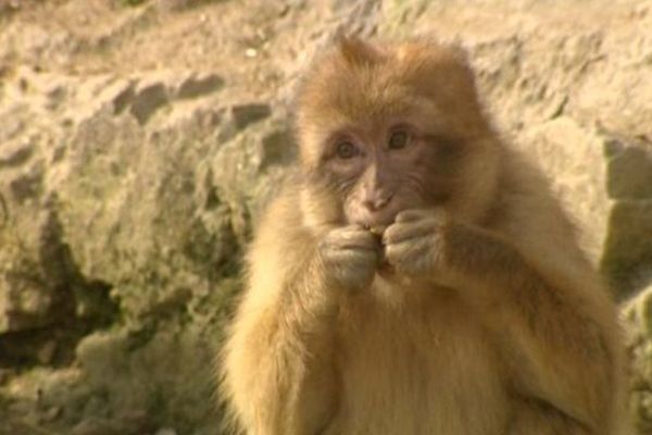 C'est un macaque de Barbarie  (communément appelé magot) comme celui-ci qui s'est échappé du parc animalier d'Auvergne.