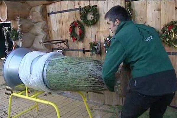 David Laurent prépare ses sapins quelques jours avant Noël