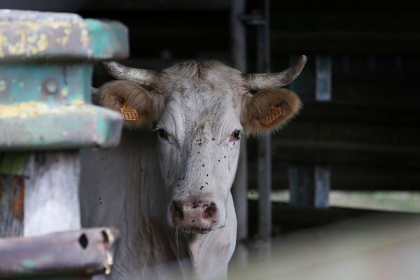 Vache dans un abattoir