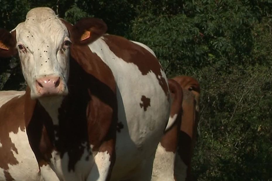 Lozère Les éleveurs Contraints De Sapprovisionner En Seine Et Marne Après La Grêle De Juin