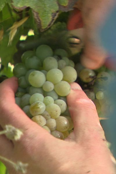 La récolte manuelle, plus longue et exigeante permet une meilleure sélection des fruits