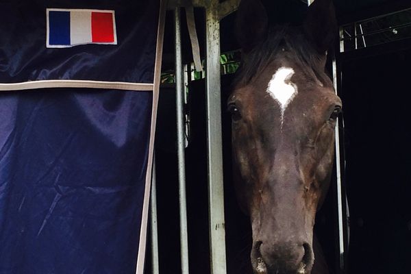 Tarentino ENE-HE, le nouveau cheval de Vladimir Vinchon