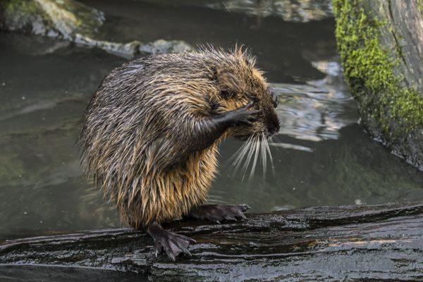 Ragondins et rats musqués sont les principaux vecteurs par leur urine de la leptospirose.