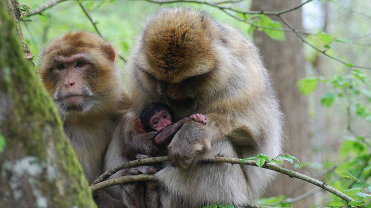 Romagne 86 Naissance De 2 Bebes Magots A La Vallee Des Singes