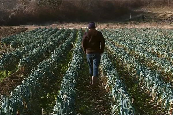 En Ariège, le froid complique le travail des maraîchers. 