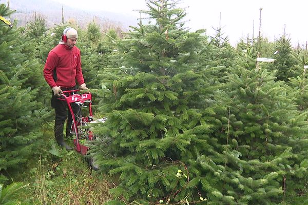 Chaque année, il se vend environ 6 millions de sapins en France.