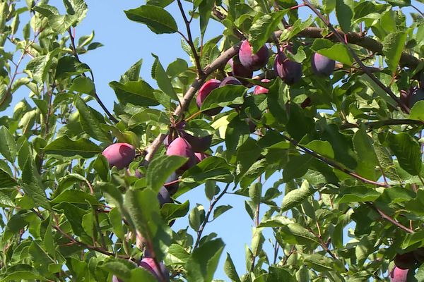 Dans les vignes et vergers, les fruits ont souffert de la chaleur.