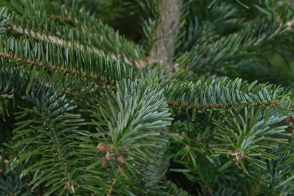 Il existe de nombreuses façons de recycler son sapin