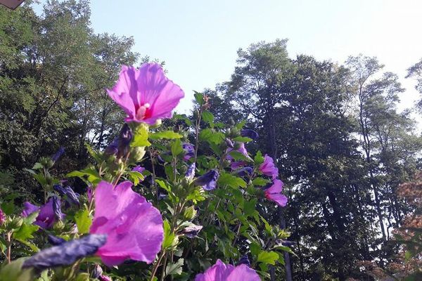 Fleurs d'été