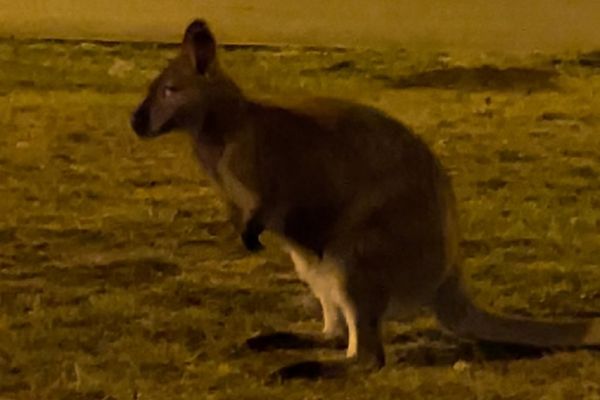 Un kangourou échappé de son enclos a été aperçu par des riverains à Cébazat, près de Clermont-Ferrand, aux alentours de 23 heures le 5 février. 