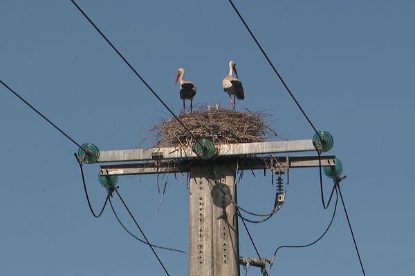 A Cessieu, en Isère, un couple de cigognes a élu domicile au sommet d'un poteau électrique