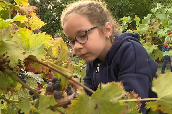 La petite Anaé, très concentrée, au moment de cueillir les raisins.