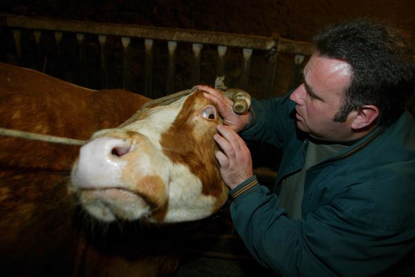 Un technicien du groupement de défense sanitaire des Alpes de Haute Provence (département particulièrement touché) contrôle des vaches porteuses de la Besnoitiose.