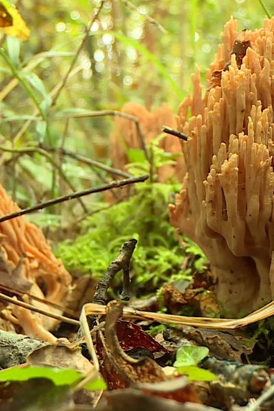 Les champignons, un univers fascinant et méconnu