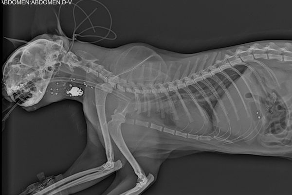 Radiographie du chat Bakounine.