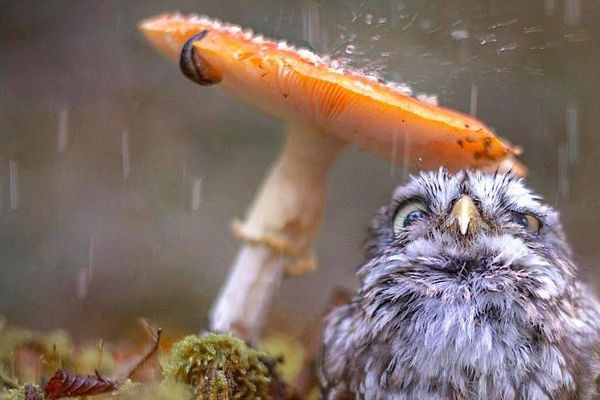 Gare à la pluie...