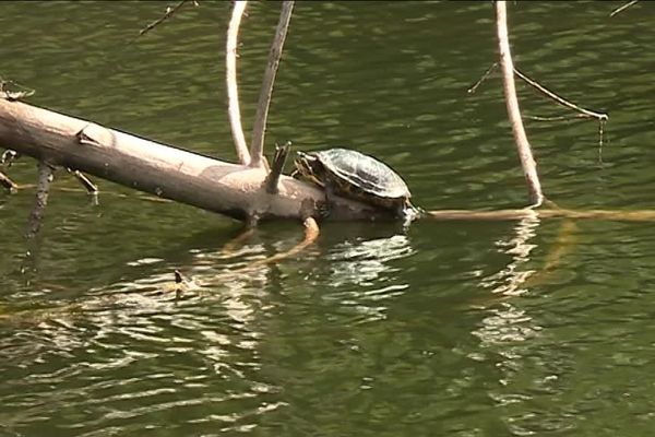 Très voraces, les tortues de Floride envahissent peu à peu le fleuve Meuse.