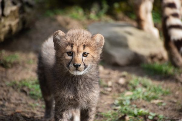 Plus de 150 guépards sont nés au Safari de Peaugres