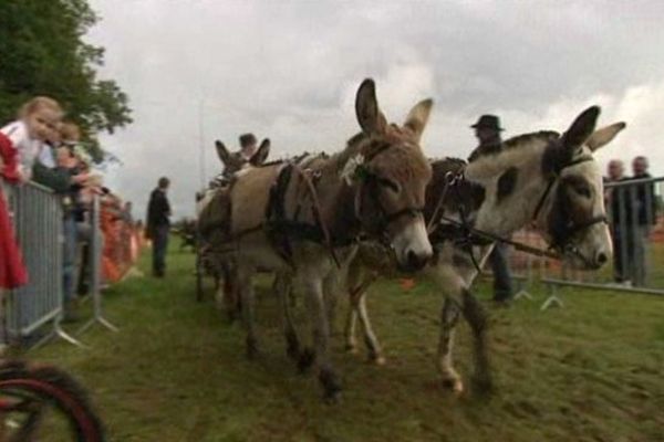 10 000 visiteurs à la fête de l'âne de Séreilhac