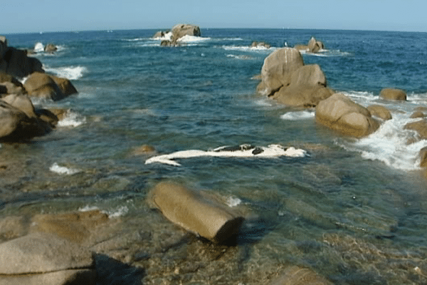 Pendant plusieurs jours, le baleineau mort s'est décomposé dans les rochers de la pointe des Sette Nave, à Pietrosella.