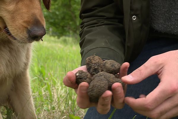 La truffe du chien et la truffe d'été