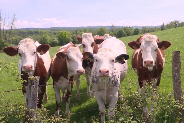 Pénuries de vétérinaires dans le Jura