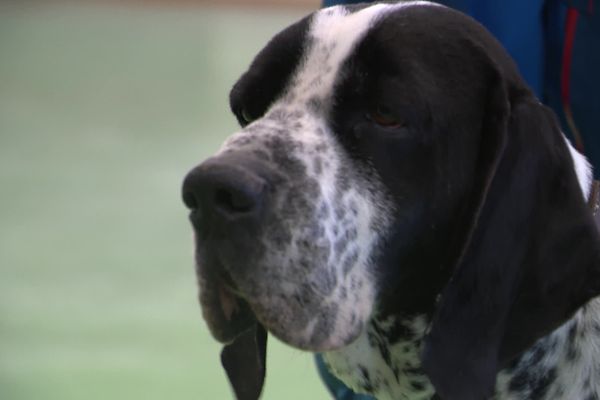 Champion du monde 2022 dans sa catégorie, Nox le braque d’auvergne concourra au salon de l'agriculture dans la catégorie chien d'arrêt.