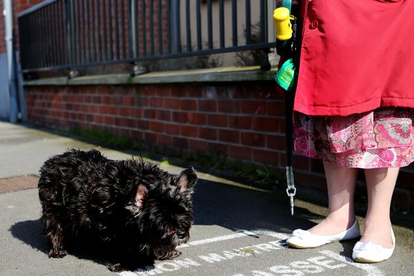 A Valence, l'amende peut monter jusqu'à 368 euros (frais d'intervention compris) en cas de... crotte de chien