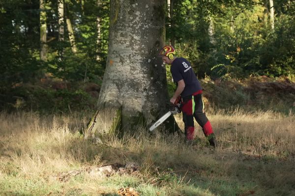 Sur une parcelle publique, l'abattage des arbres matures crée de la lumière pour les jeunes plants introduits par l'ONF.