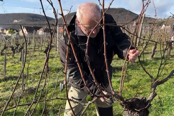 La taille des vignes est une étape capitale pour les vignerons, l'hiver.