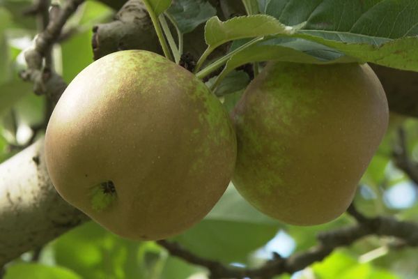 Pomme emblématique des Cévennes : la reinette du Vigan est récoltée en ce moment. Pendant des années, elle représentait une part importante dans l’économie locale. Aujourd'hui, elle peine à faire sa place parmi les autres variétés.