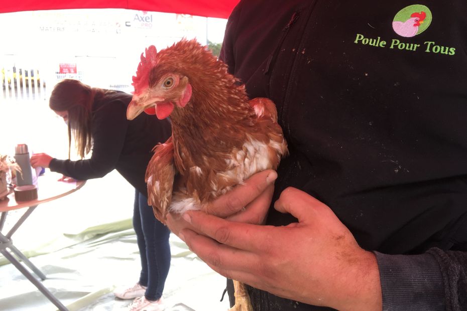 more than 700 hens saved from slaughter have found a new home