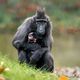 Le macaque à crête est menacé d'extinction.