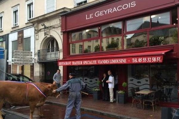 Une vache limousine conduite mardi18 novembre 2014 devant un restaurant de Limoges pour une séance photo