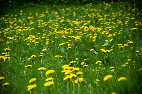 Champ de fleurs