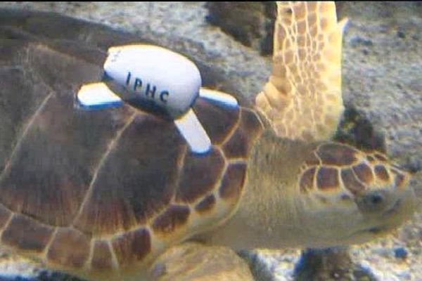 La tortue Belle équipée du logger dans les bassins de l'aquarium de La Rochelle