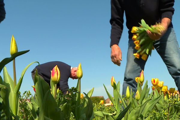 Des centaines de bénévoles à travers la France pour planter, cueillir et vendre les fleurs