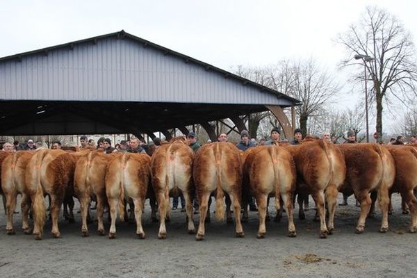 Sélection des vaches de boucherie pour la vente aux enchères Label Rouge 