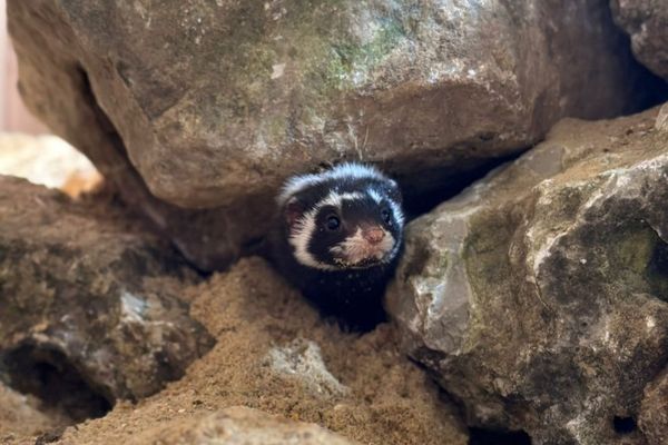 La Zorille du Sahara est un animal nocturne difficile à apercevoir.